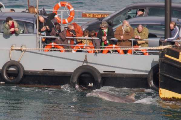 17 February 2012 - 13-04-32.jpg
For nearly six years Danny the Dartmouth Dolphin kept the town amused. He certainly liked people.
#DannyTheDartmouthDolphin